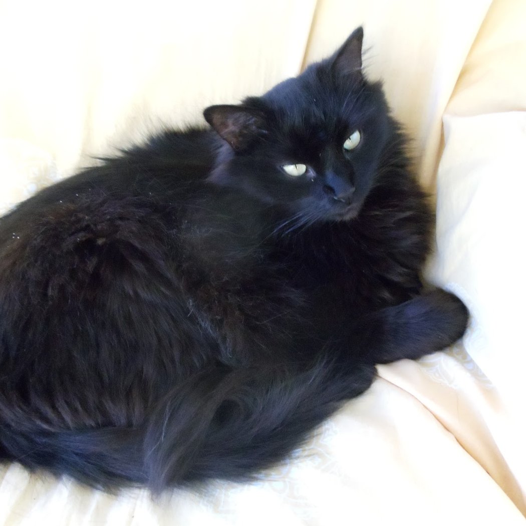 Association "Les Chats de Limeil" 1